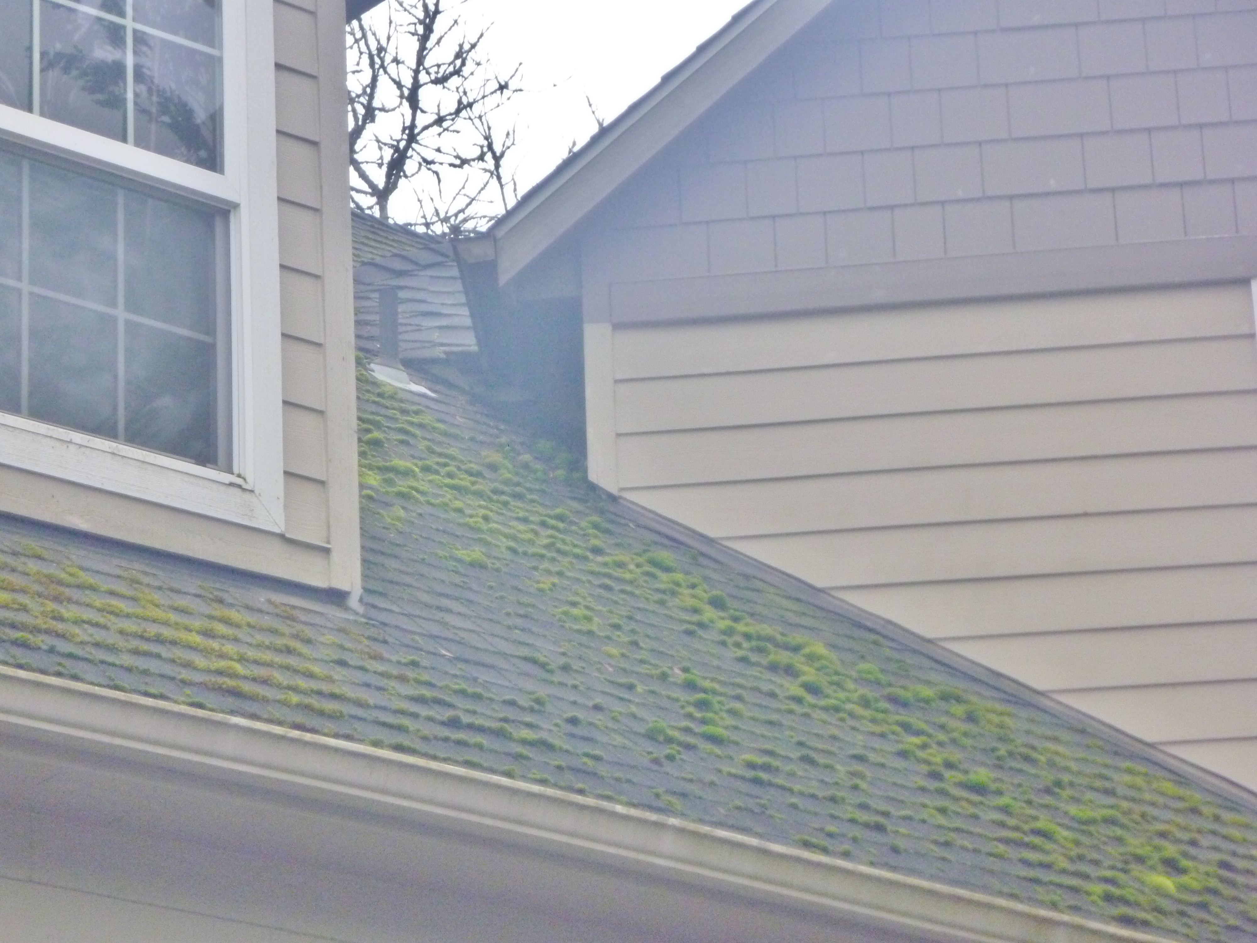 Moss on a Salem, Oregon home